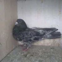 کبوتر نر سرور زغالی