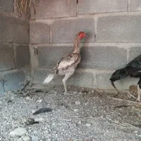 ماده ذات دار