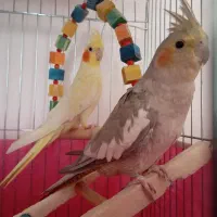 عروس هلندی مولد