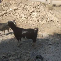 ۲۰راس بز جوان آبستن ۳راس زاییده|حیوانات مزرعه|اندیمشک, |دیوار