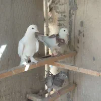 ۱۱عدد کبوتر مسافتی و تهرانی|پرنده|تهران, سعیدآباد|دیوار