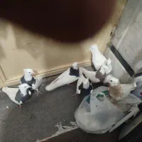 تعداد طوقی حراج دونه شصد هزار یکجاه