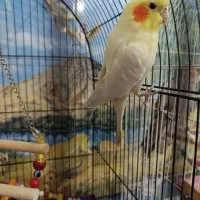 عروس هلندی نر و ماده