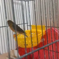 قناری دهن قرص