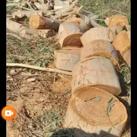 خدمات هرسکاری وبرش درخت  ...