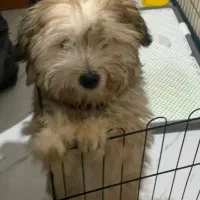 سگ نژاد شیتزو|سگ|مشهد, ابوذر|دیوار