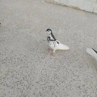 سینه خال زاغ زردکرمونی|پرنده|مشهد, فارغ التحصیلان|دیوار