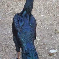 سلام جوجه خروش سیاه فریخ