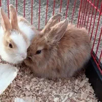 خرگوش لوپ فوری