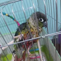 طوطی گرینچیک دستی