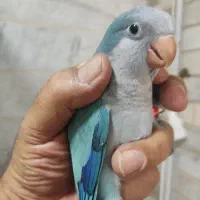 طوطی راهب