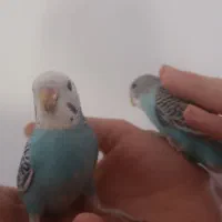 مرغ عشق زیبا و سرحال   و    عروس هلندی نر مولد