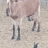 بزشیرا|حیوانات مزرعه|گناباد, |دیوار