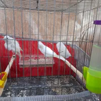 قناری یه سر