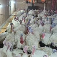 بوقلمون بیوتی