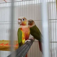 دنیای پرنده