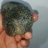 سنگهای فسیل و آنتیک مخصوص مجموعه داران ودکوراسیون