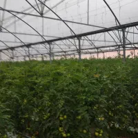 گوجه‌فرنگی گلخانه‌ای