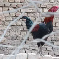 سلام دوستان یک خروس لاری صحیح و سالم است