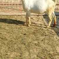 بویر|حیوانات مزرعه|اهواز, کیانپارس |دیوار