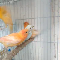 تعدادی قناری نر وماده