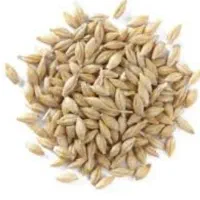 ۲۴کیسه جو درجه یک تمیز