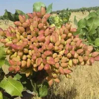 نهالستان ارقام با کیفیت لیبل دار|خدمات باغبانی و درختکاری|رومشکان, |دیوار