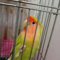 جفت طوطی برزیلی|پرنده|اندیشه, اندیشه فاز ۱|دیوار