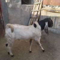 نربز پاکستانی اصل