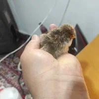 جوجه مرغ محلی گردن لخت و تاجدار محلی ۱۰روزه