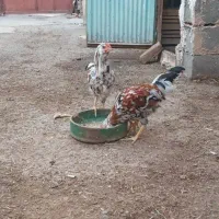 نوچه خروس گلین
