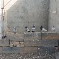 کله دم سبز|پرنده|بهار, |دیوار