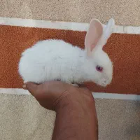 بچه خرگوش سفید چشم شرابی