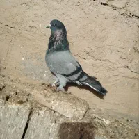 ترکیه نر بازی دار