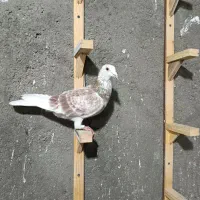 سار اوقون پلاکی|پرنده|مشهد, گلبرگ|دیوار