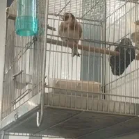 سهره نر|پرنده|شهریار, شهریار|دیوار