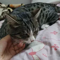 گربه|گربه|بیرجند, |دیوار