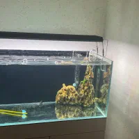 اکواریوم ریملس ۱۰ میل|ماهی|قرچک, باقرآباد|دیوار