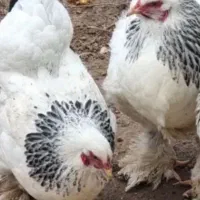 حیوانات مرغ