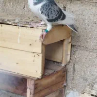 کبوتر پلاکی|پرنده|شبانکاره, |دیوار