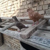 جوجه دم سفید