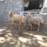 ۲عددتوغلو نر
