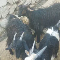 بزغاله .کهره .بز