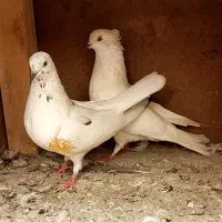 یک جفت کبوتر پرشی با یک جوجه