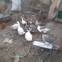 سلام ده عددهستن|حیوانات مزرعه|شادگان, |دیوار