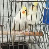 دوجفت عروس هلندی|پرنده|شریفآباد, |دیوار