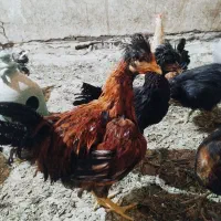 خروس جوان و درشت