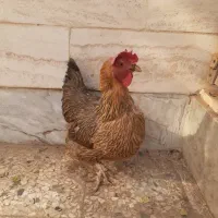 مرغ تخم کن رسمی