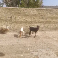 بز‌بزغاله ‌نجدی‌