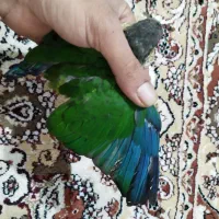 جوجه گرینچیک سرلاکی